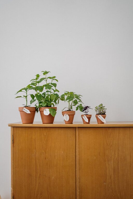 How to Start a Small Herb Garden Indoors: A Beginner’s Guide
